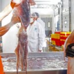 CALAMAR GIGANTE PERUANO