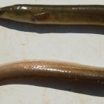 anguila peruana-1